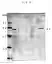 Fig. 06 - Mite galectin