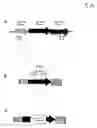 Fig. 09 - Metabolically engineered bacterial strains having enhanced 2-keto-D-gluconate accumulation