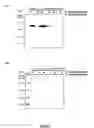 Fig. 06 - Method of purifying recombinant fused protein and method of producing protein using the same