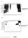 Fig. 07 - Method of purifying recombinant fused protein and method of producing protein using the same