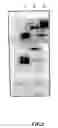 Fig. 09 - Method of purifying recombinant fused protein and method of producing protein using the same
