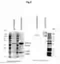 Fig. 03 - Efficient production of IgA in recombinant mammalian cells