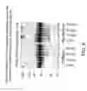 Fig. 09 - Methods of sterilizing biological mixtures using stabilizer mixtures