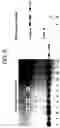 Fig. 06 - Double-stranded cyclic dna capable of proliferating as a bacterial e coli chromosome
