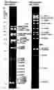 Fig. 07 - Double-stranded cyclic dna capable of proliferating as a bacterial e coli chromosome