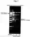 Fig. 08 - Double-stranded cyclic dna capable of proliferating as a bacterial e coli chromosome