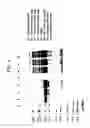 Fig. 03 - Methods, systems and devices for performing analytical protocols