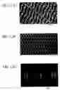 Fig. 13 - Reduced cell-to-cell shorting for memory arrays
