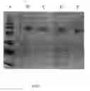 Fig. 07 - Polyalkylene polymer compounds and uses thereof