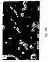 Fig. 08 - Compositions and methods for treating or preventing diseases of body passageways