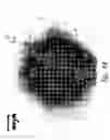 Fig. 77 - Compositions and methods for treating or preventing diseases of body passageways