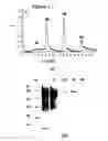 Fig. 02 - Novel protein capable of inhibiting anthrax toxin activity
