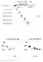 Fig. 02 - Isolated peptide of the hepatocyte growth factor and its variants, preparation method and therapeutic use as anti-angiogenic agents