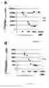 Fig. 09 - Isolated peptide of the hepatocyte growth factor and its variants, preparation method and therapeutic use as anti-angiogenic agents