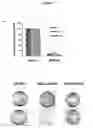Fig. 10 - Tumour suppressor gene