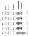 Fig. 08 - CD200 receptors