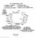 Fig. 13 - Tissue-specific and pathogen-specific ribozymes