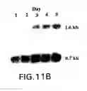 Fig. 15 - Tissue-specific and pathogen-specific ribozymes