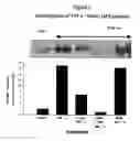 Fig. 03 - Composition for treating inflammatory bowel disease