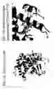 Fig. 03 - Mutated constitutively active nuclear orphan receptor