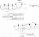 Fig. 15 - Novel method for wholly synthesizing of ciguatoxin ctx3c derivative