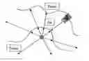 Fig. 01 - System and method for polyp visualization