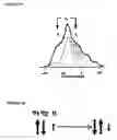 Fig. 02 - Polarizing agents for dynamic nuclear polarization
