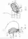 Fig. 03 - Apparatus and method for drainage