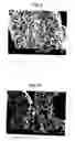Fig. 06 - Scaffold for tissue engineering, artificial blood vessel, cuff, and biological implant covering member