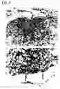 Fig. 05 - Dermal substitute consisting of amnion and biodegradable polymer, the preparation method and the use thereof