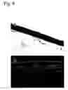 Fig. 10 - Dermal substitute consisting of amnion and biodegradable polymer, the preparation method and the use thereof