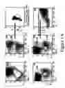 Fig. 02 - Non-human transgenic mammals used as models for human pathologies originating from stem cells