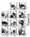 Fig. 04 - Non-human transgenic mammals used as models for human pathologies originating from stem cells