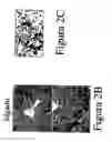 Fig. 05 - Non-human transgenic mammals used as models for human pathologies originating from stem cells