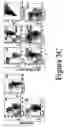 Fig. 08 - Non-human transgenic mammals used as models for human pathologies originating from stem cells