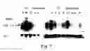 Fig. 08 - Plants characterized by enhanced growth and methods and nucleic acid constructs useful for generating same