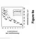 Fig. 09 - Plants characterized by enhanced growth and methods and nucleic acid constructs useful for generating same