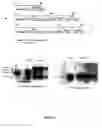 Fig. 03 - Expression of protective antigens in transgenic chloroplasts