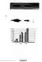 Fig. 05 - Expression of protective antigens in transgenic chloroplasts