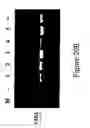 Fig. 19 - Expression of protective antigens in transgenic chloroplasts