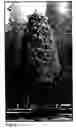 Fig. 02 - Pond cypress tree named 'Morris'