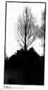 Fig. 06 - Pond cypress tree named 'Morris'