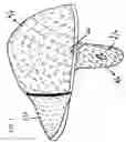 Fig. 02 - Radiation-resistant headgear