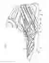 Fig. 02 - Wrestling shoe with separated outer soles
