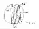 Fig. 06 - Clapboard siding panel with built in fastener support