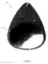 Fig. 02 - Pick for stringed musical instruments