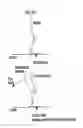Fig. 51 - Controller of legged mobile robot