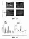 Fig. 02 - Methods for inhibiting vascular permeability