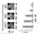 Fig. 09 - Methods for inhibiting vascular permeability
