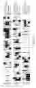 Fig. 07 - Death domain containing receptor 4 antibodies and methods